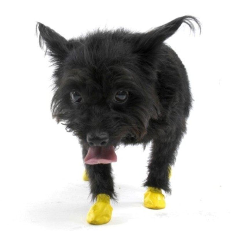 PAWZ XXS Penny Sheldon